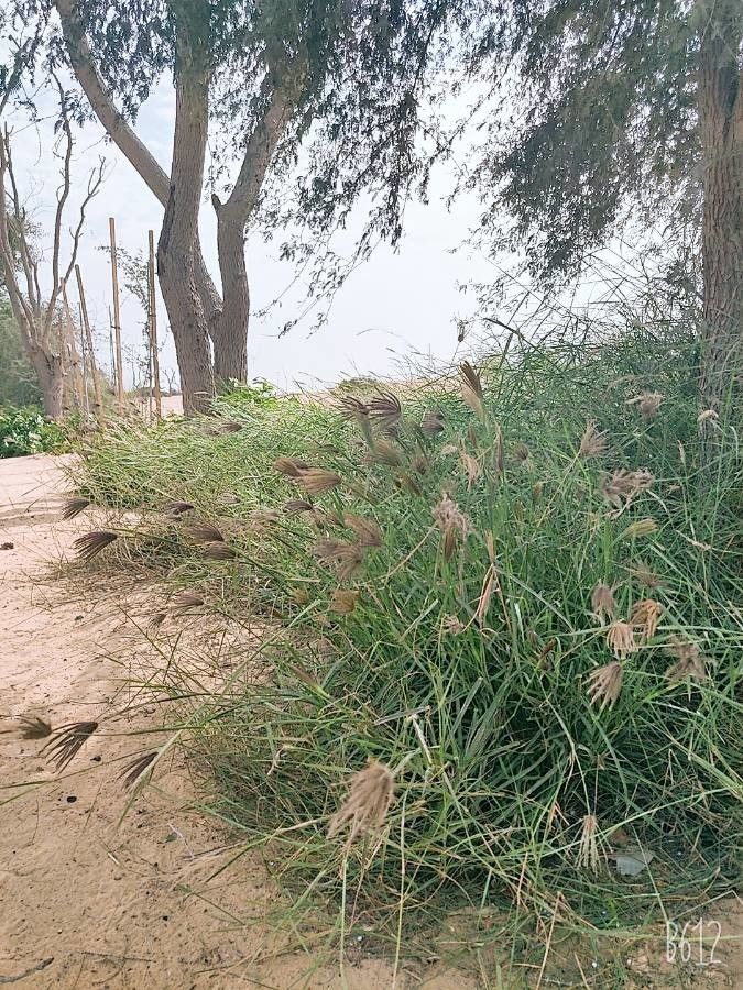 Chloris virgata — search result for 'Poaceae'