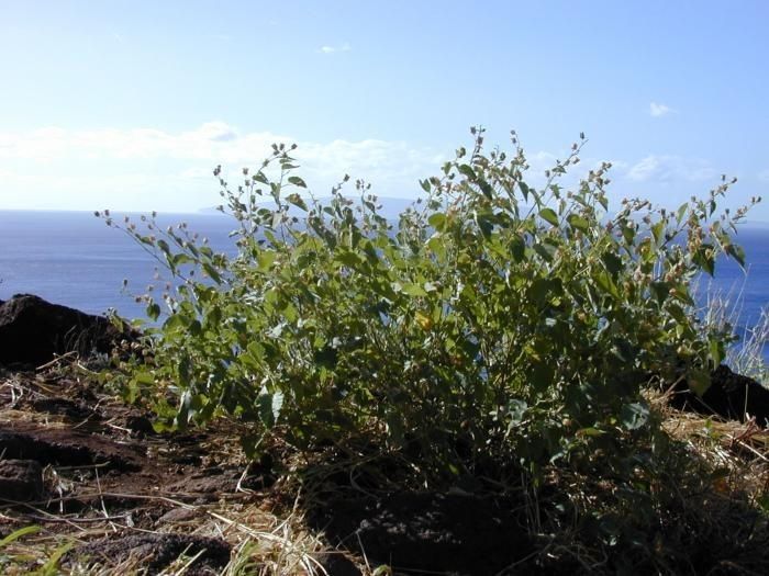 Abutilon incanum habit