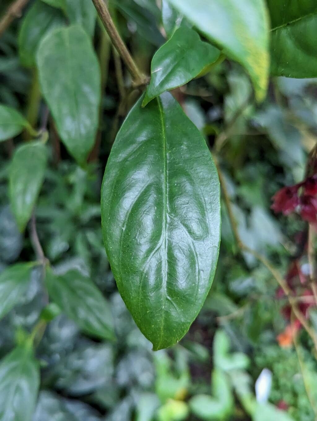 Drymonia pendula leaf