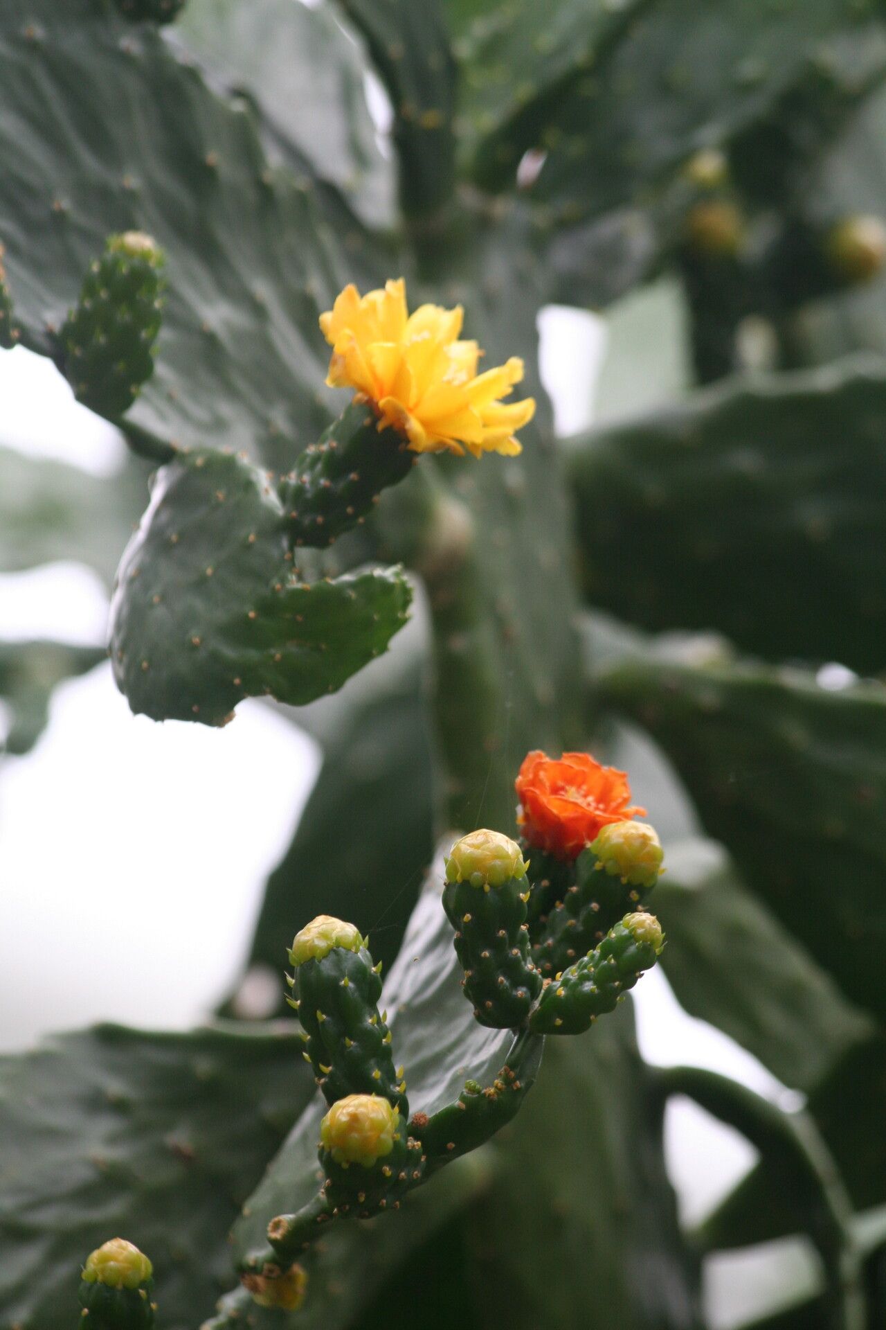 Consolea falcata flower
