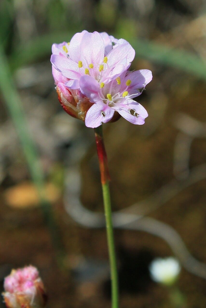 Armeria girardii flower