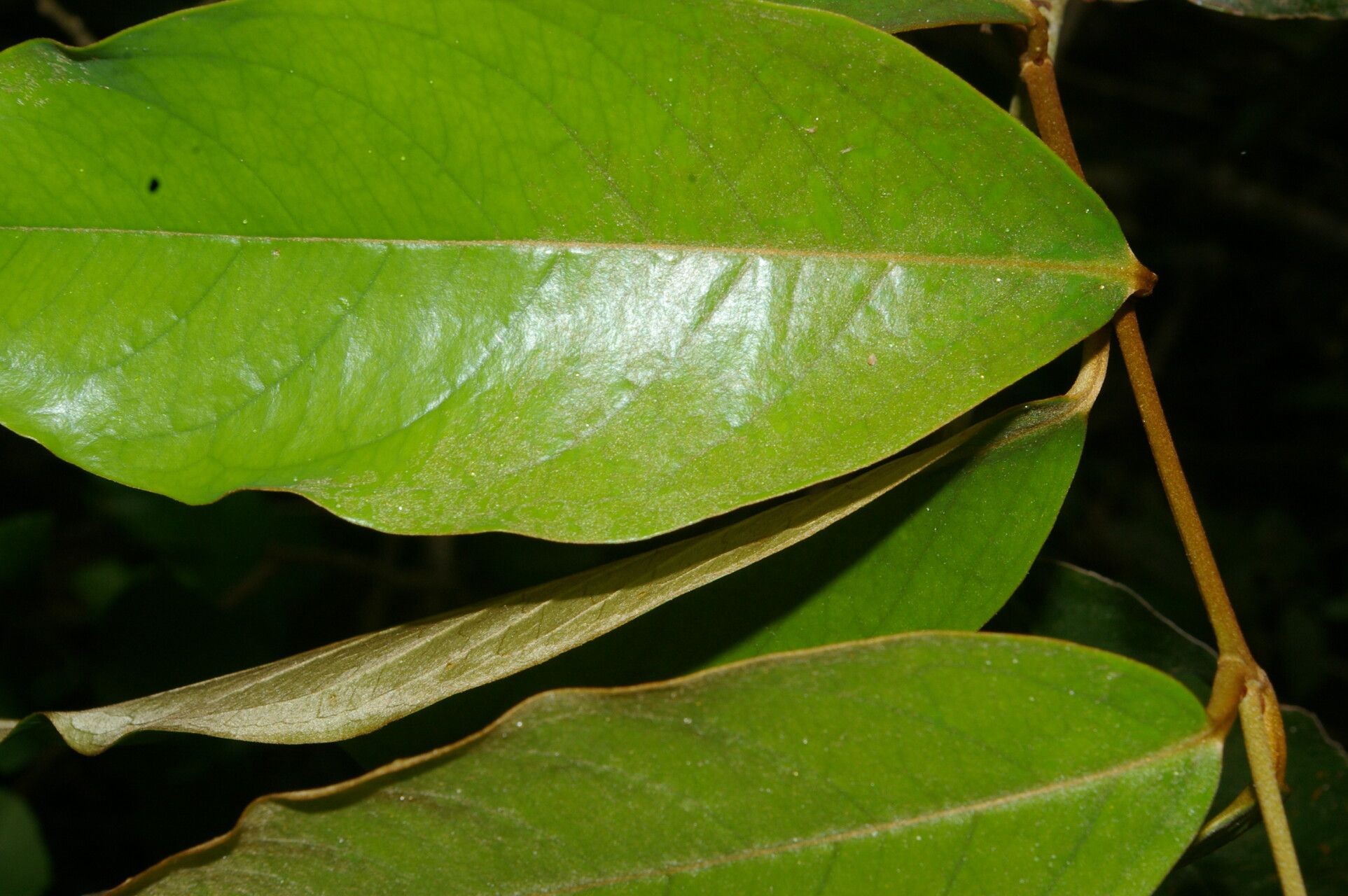 Heteropterys macrostachya — houseplant care guide