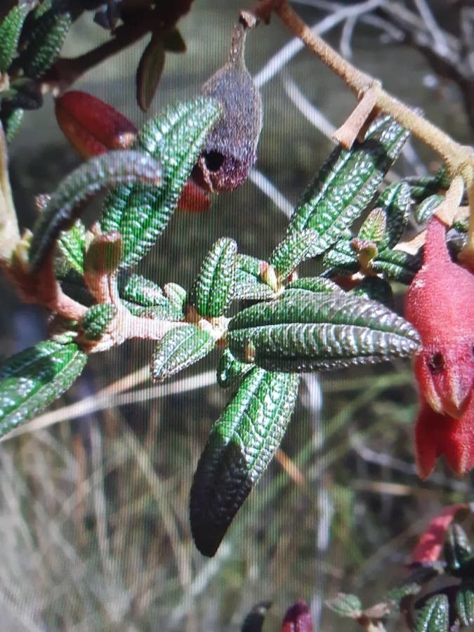 Brachyotum ledifolium — related species from the same genus