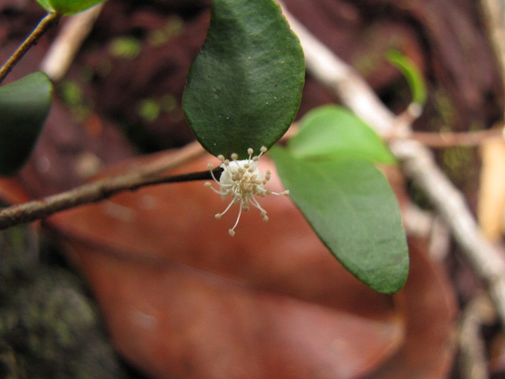 Eugenia plurinervia fruit