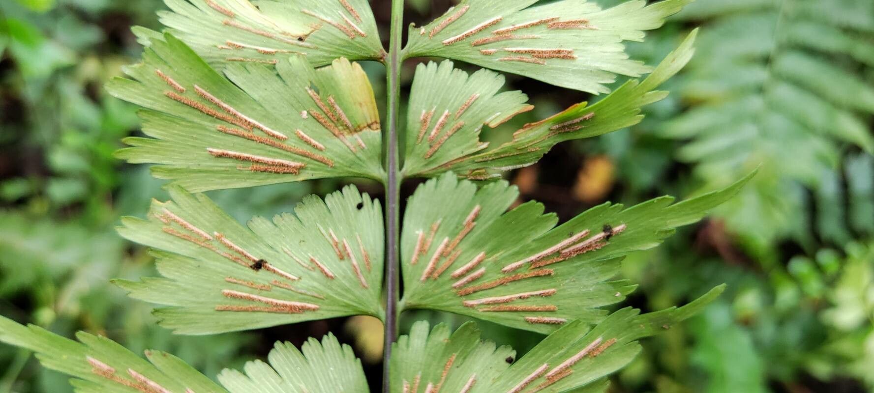 Asplenium megalura — houseplant care guide
