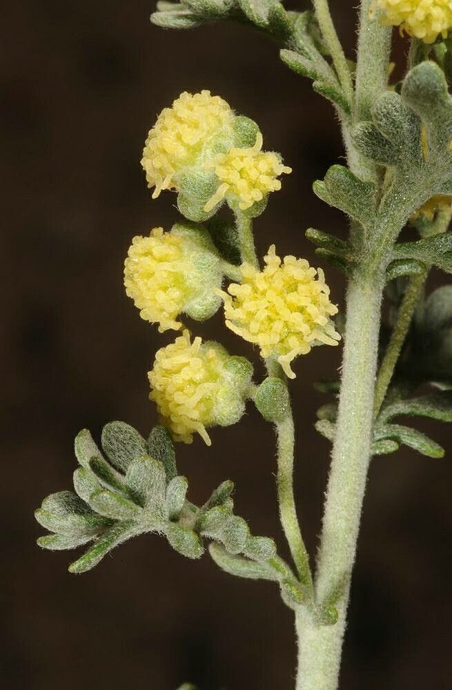 Artemisia judaica flower