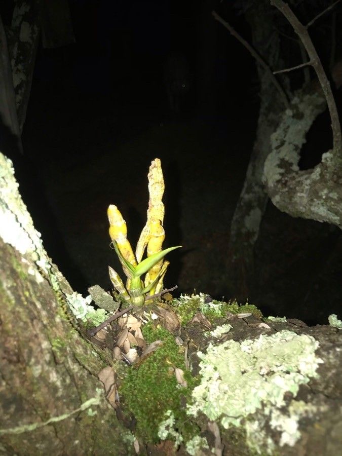 Epidendrum angustisegmentum — search result for 'Epidendrum'