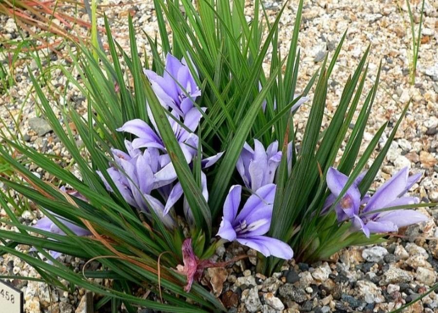 Babiana sambucina — houseplant care guide