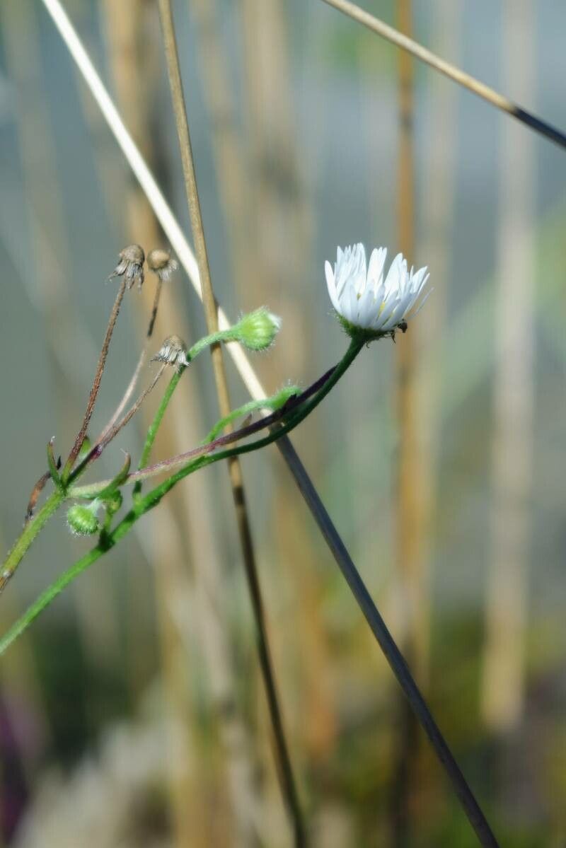 Erigeron lonchophyllus — search result for 'Erigeron'