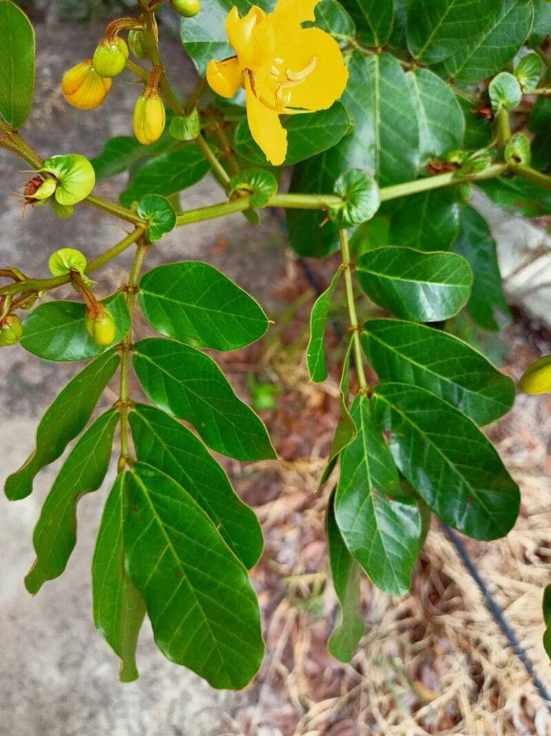 Senna appendiculata — search result for 'Senna'