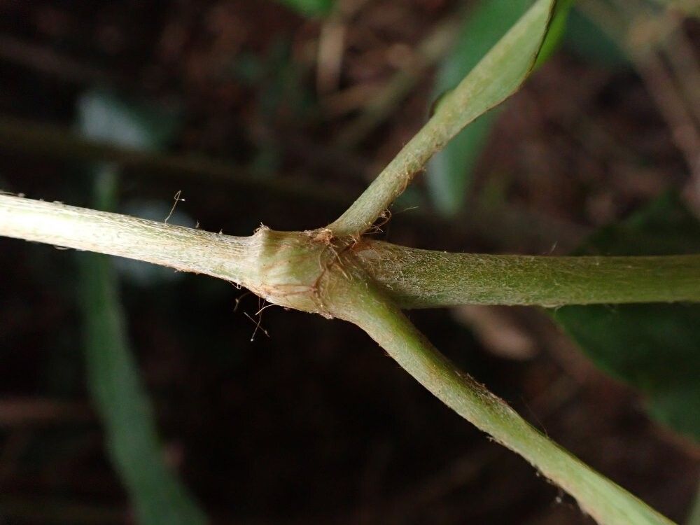 Palisota thollonii — houseplant care guide