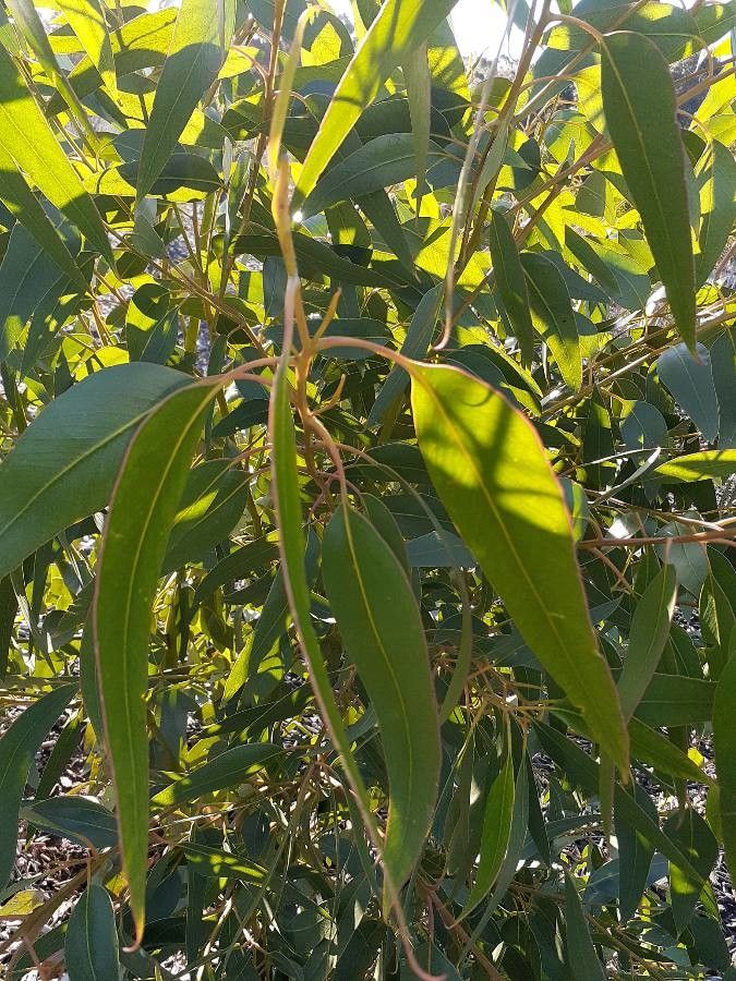 Eucalyptus pterocarpa — houseplant care guide