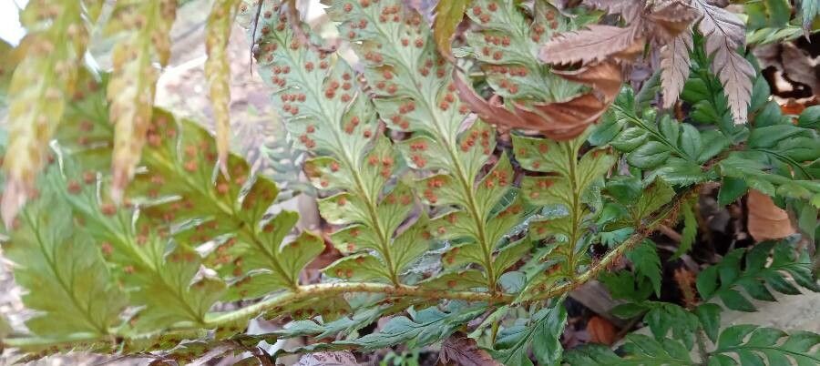 Polystichum rigens flower