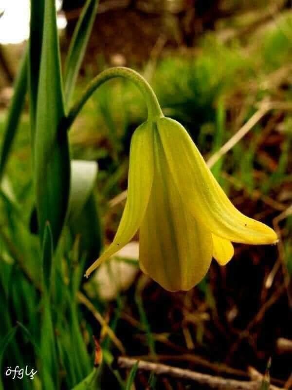 Fritillaria conica — search result for 'Fritillaria'