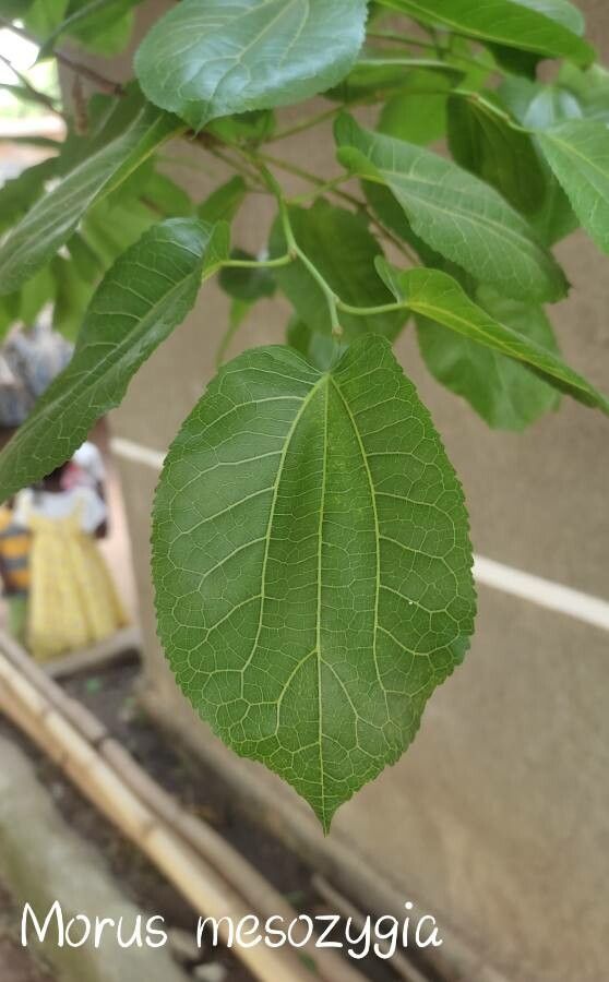 Morus mesozygia fruit