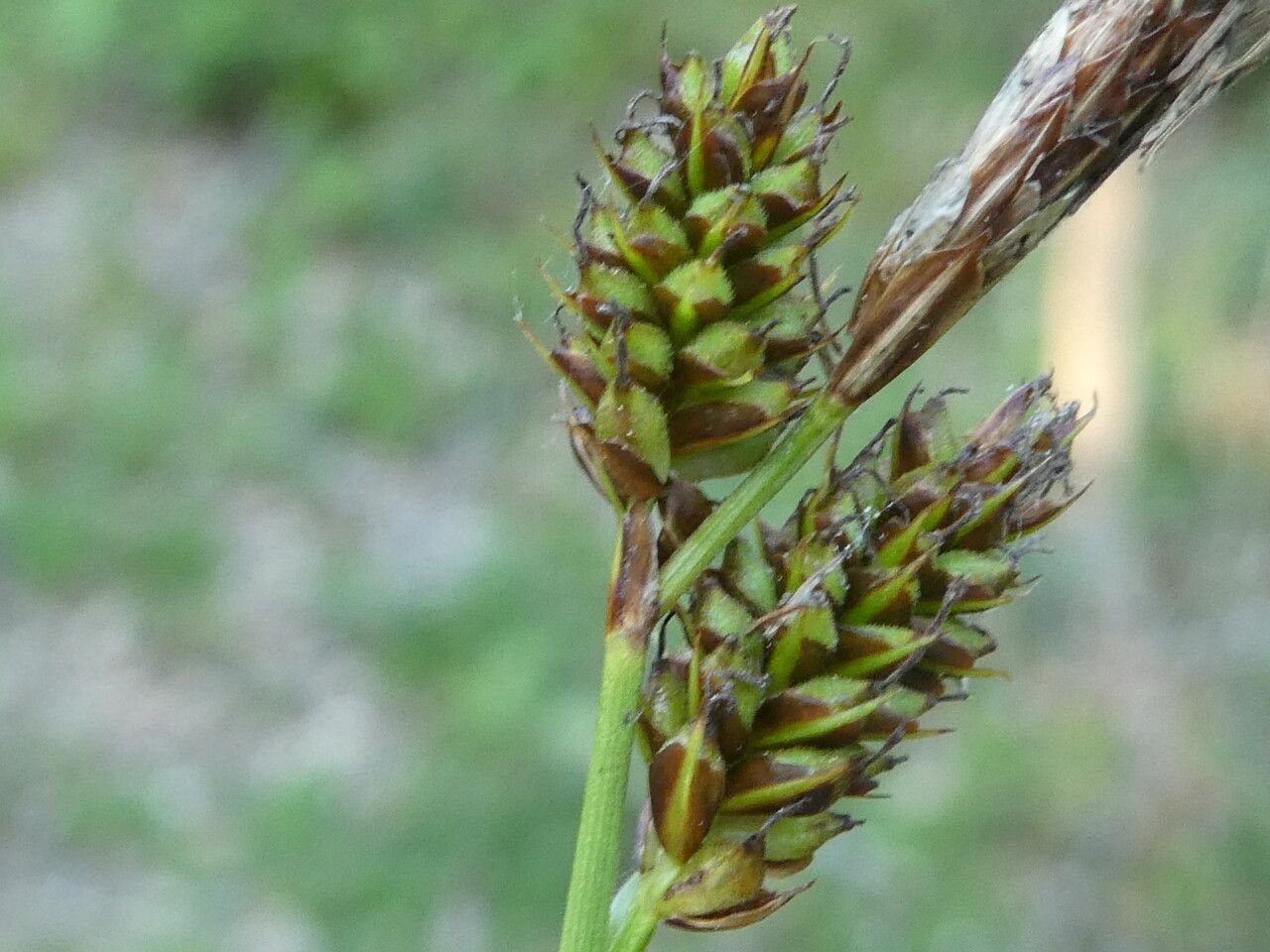 Carex depressa — houseplant care guide