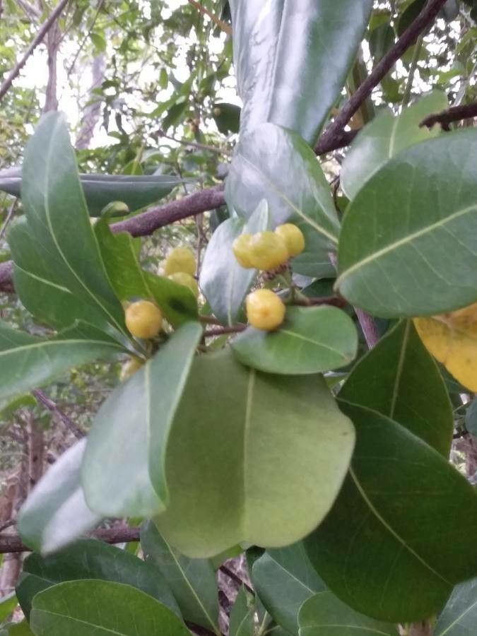 Acronychia littoralis — related species from the same genus