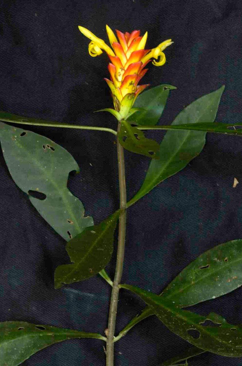 Aphelandra paulensis leaf