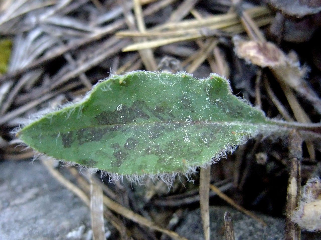 Hieracium schmidtii — houseplant care guide