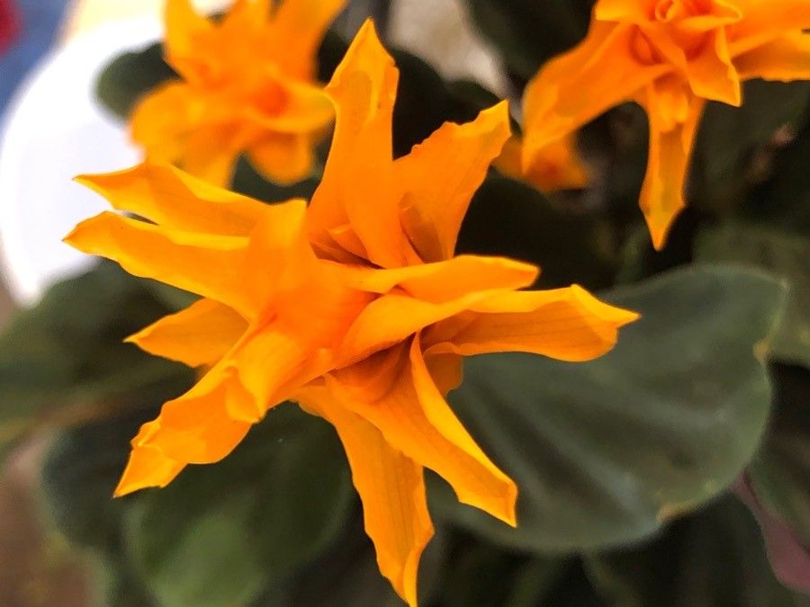 Calathea crocata flower