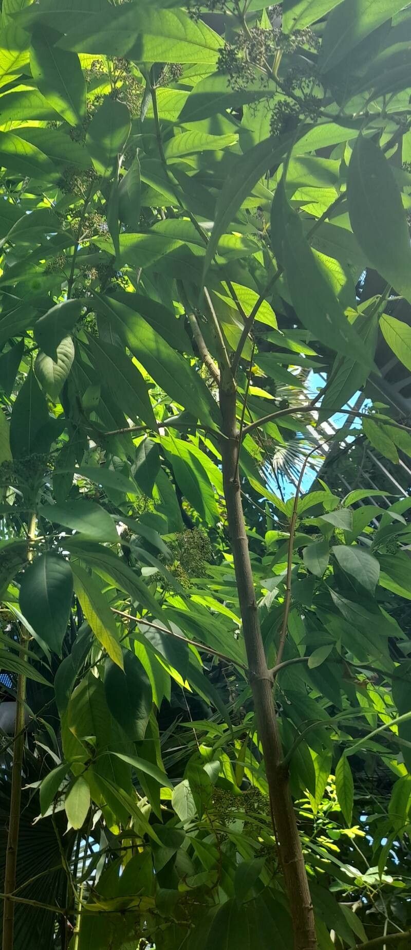 Callicarpa dolichophylla habit