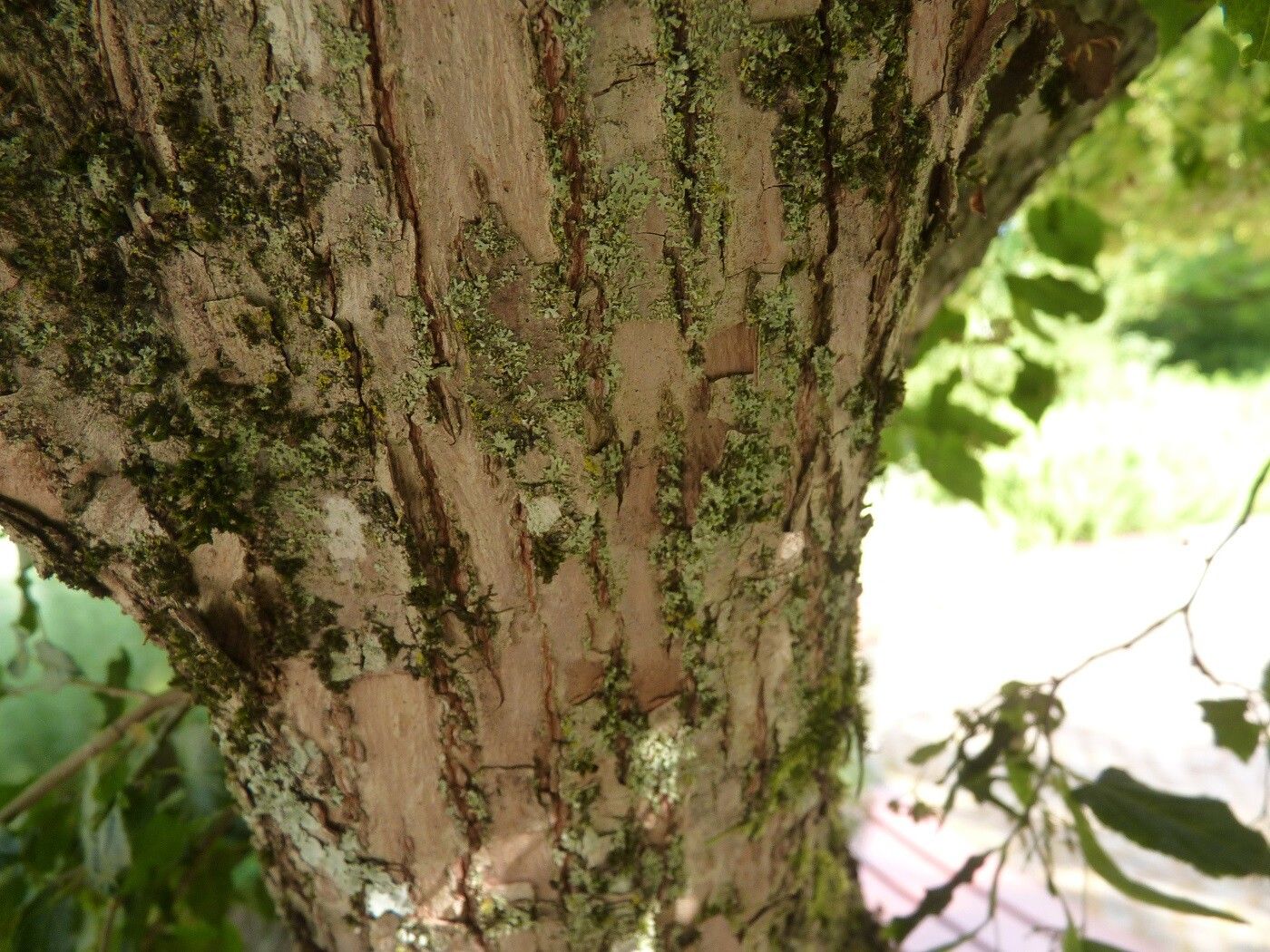 Tilia kiusiana bark