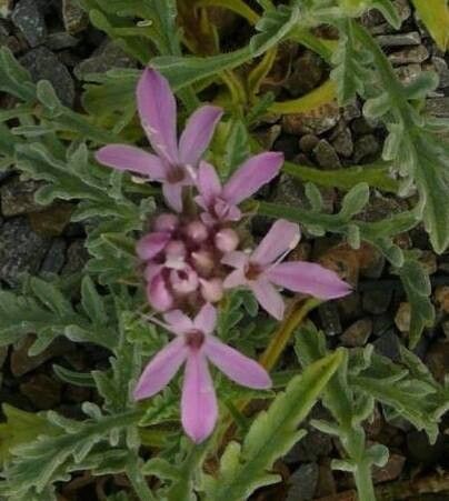 Pterocephalus pinardii — related species from the same genus