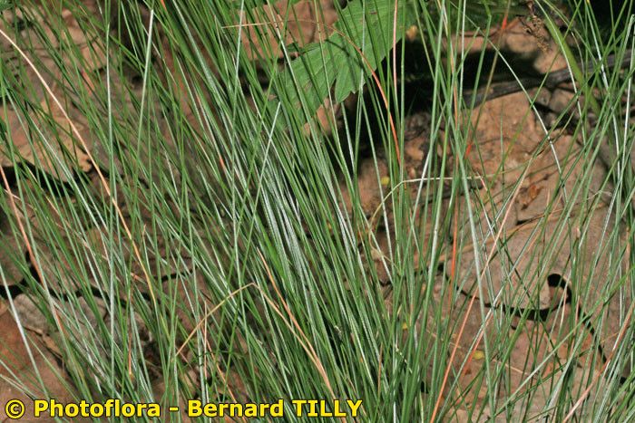 Carex fritschii leaf
