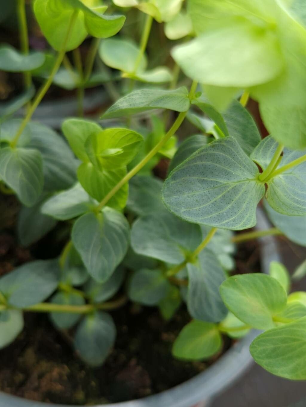 Origanum rotundifolium — search result for 'Armenia'