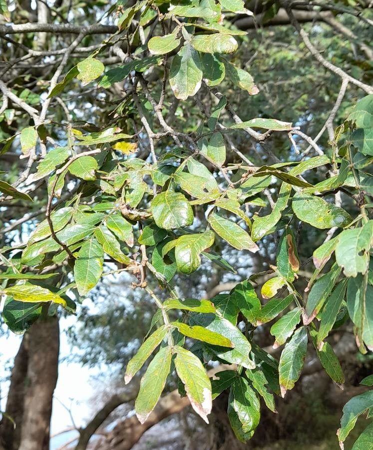 Inga uraguensis — search result for 'Inga'