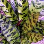 Calathea lancifolia