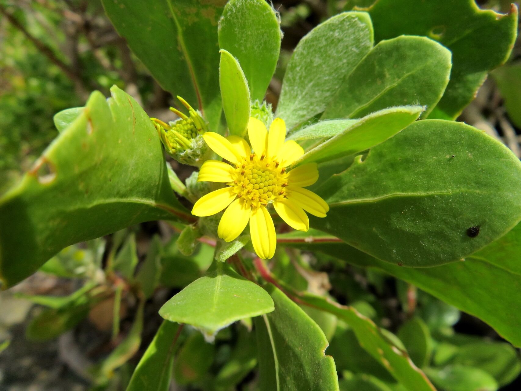 Osteospermum moniliferum — search result for 'Osteospermum'
