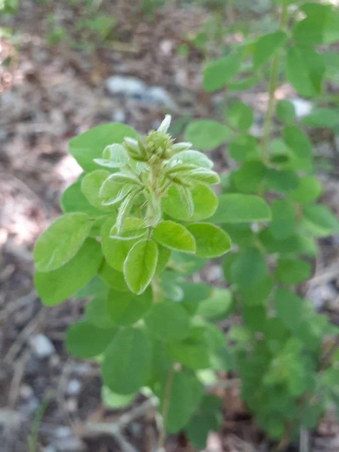 Lespedeza hirta flower