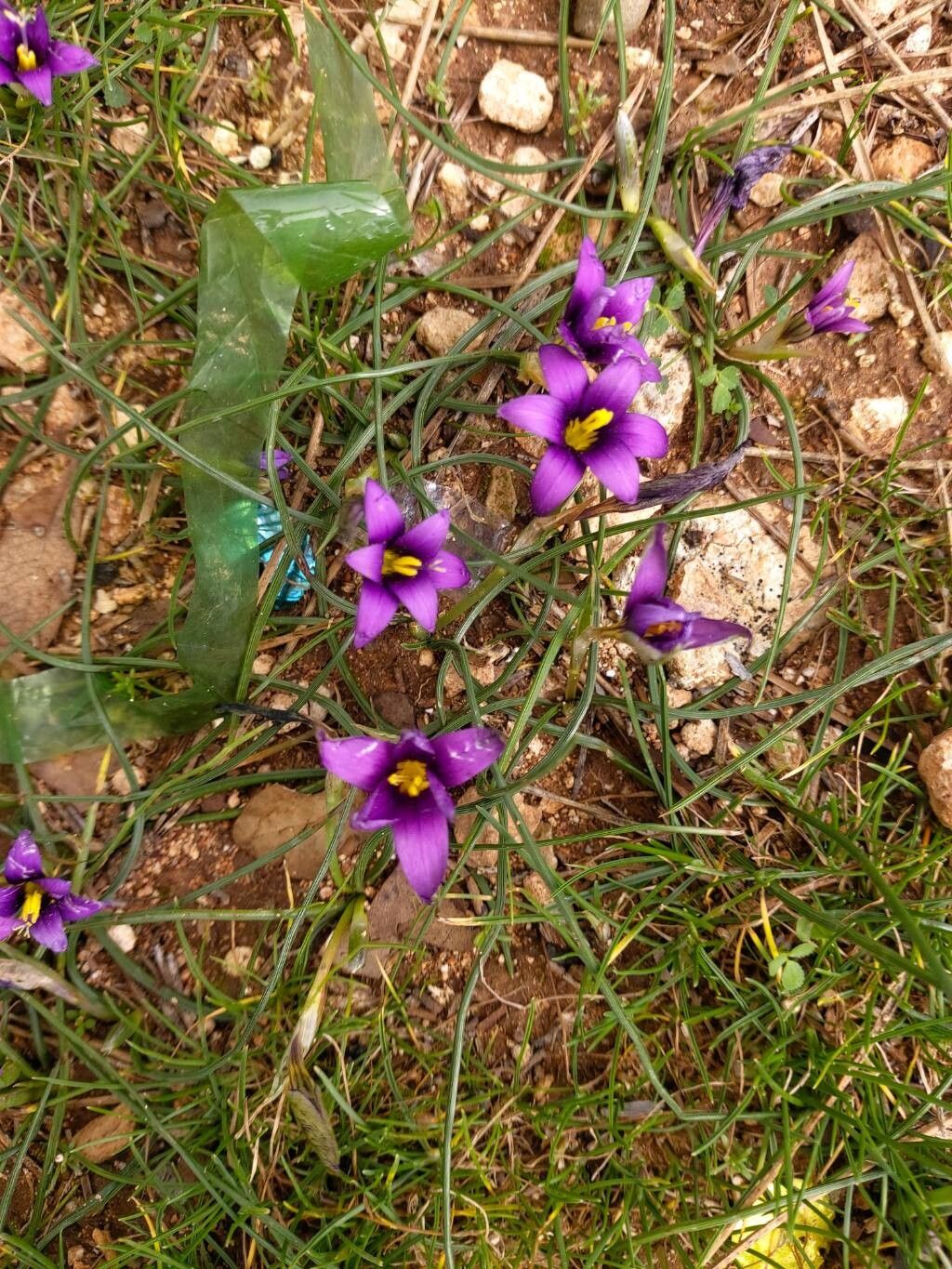 Crocus cyprius — houseplant care guide