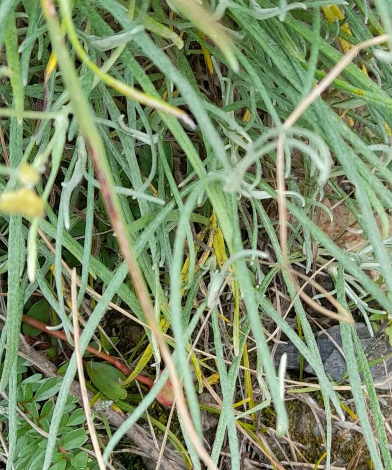 Achyrocline flaccida — related species from the same genus