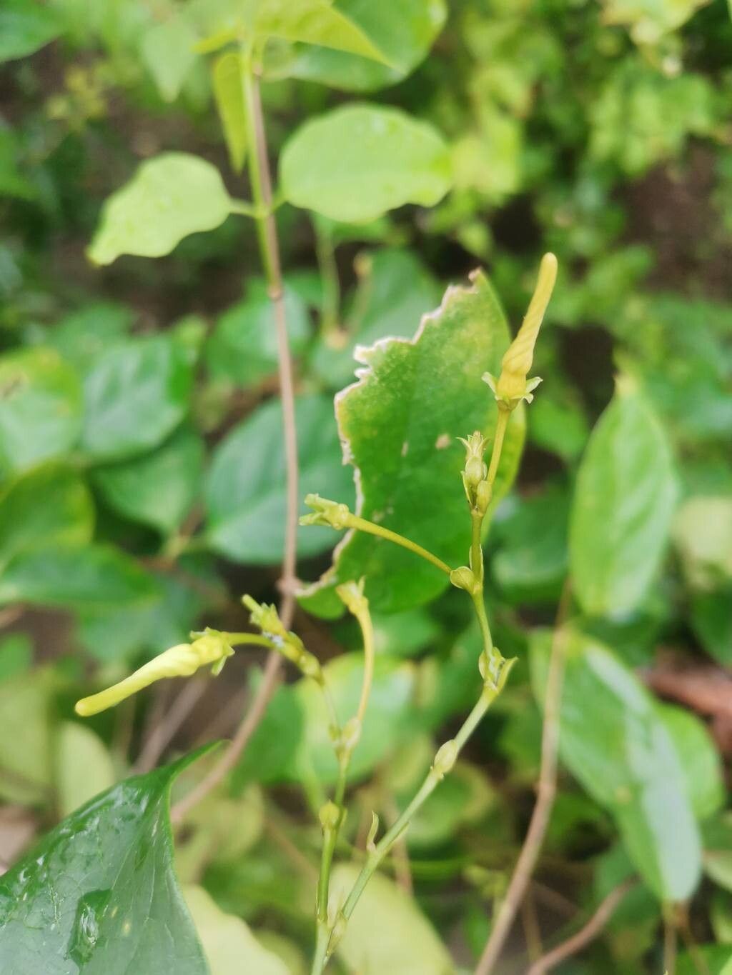 Cryptolepis sanguinolenta flower