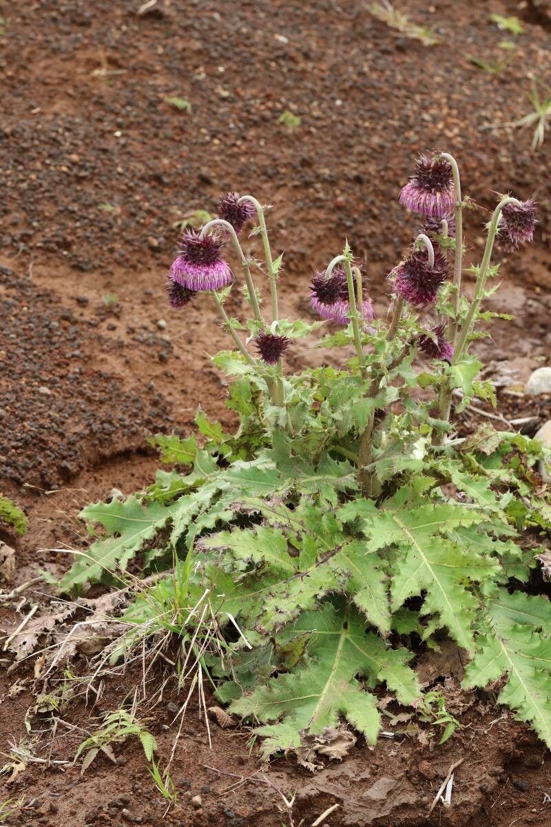Cirsium purpuratum flower