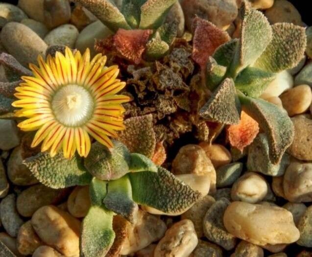 Nananthus pole-evansii — related species from the same genus