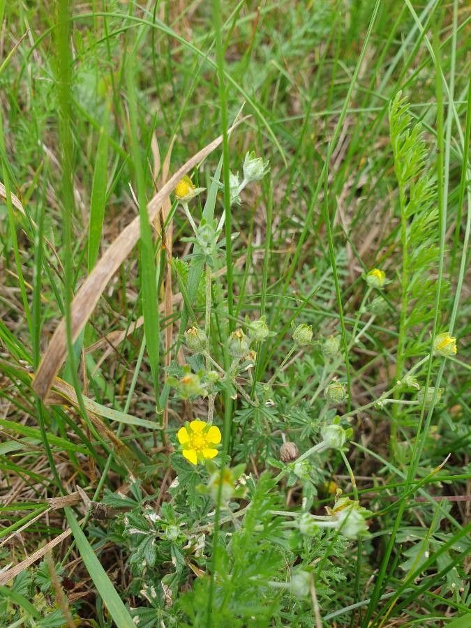 Potentilla argentea flower