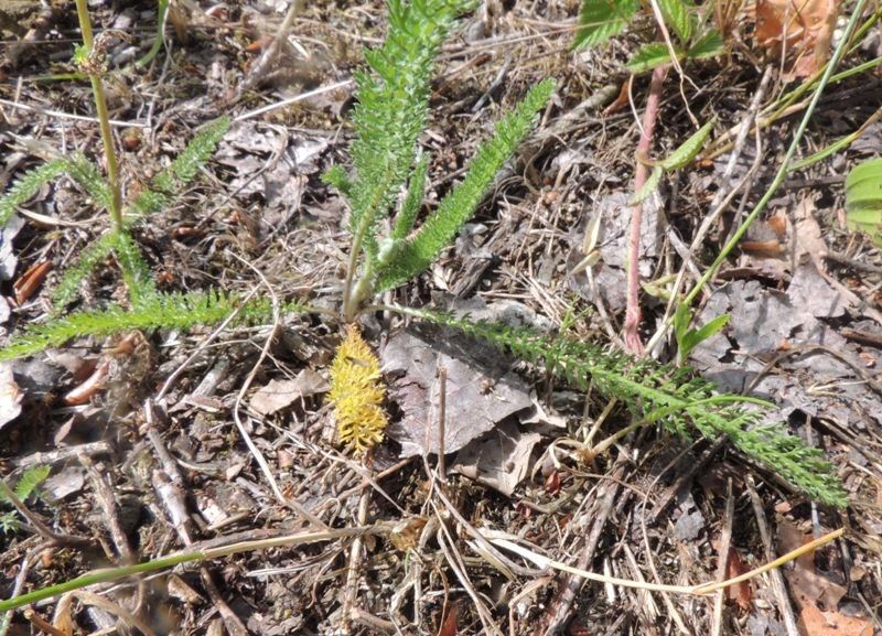Achillea setacea habit