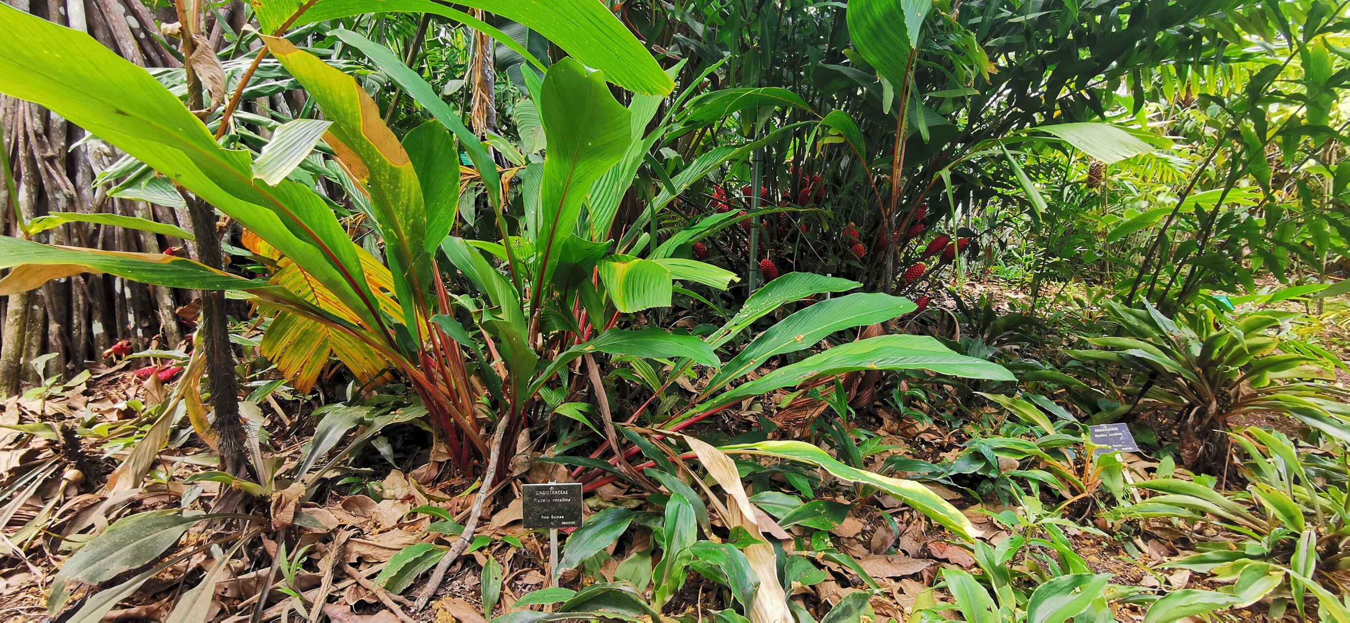 Riedelia corallina leaf