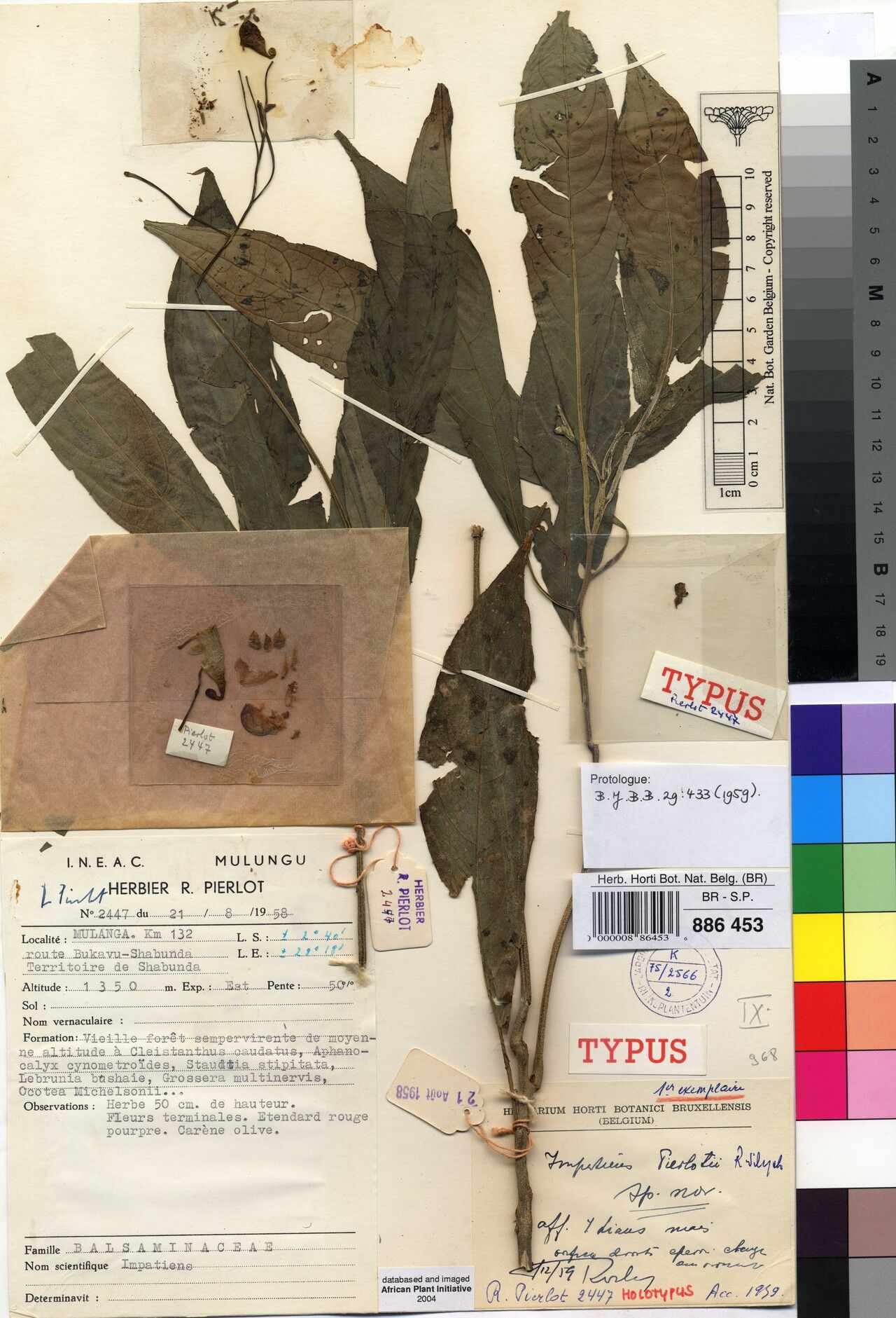 Impatiens pierlotii — houseplant care guide