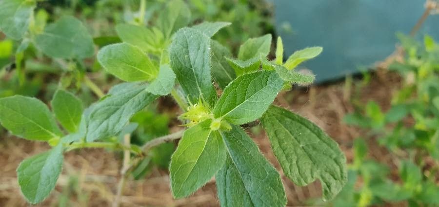 Acanthospermum hispidum leaf