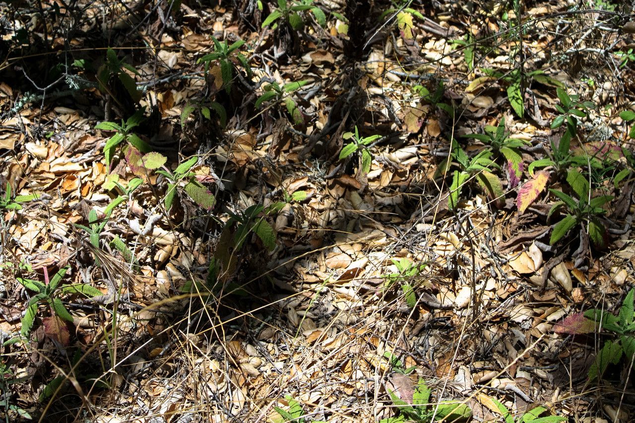Salvia spathacea habit
