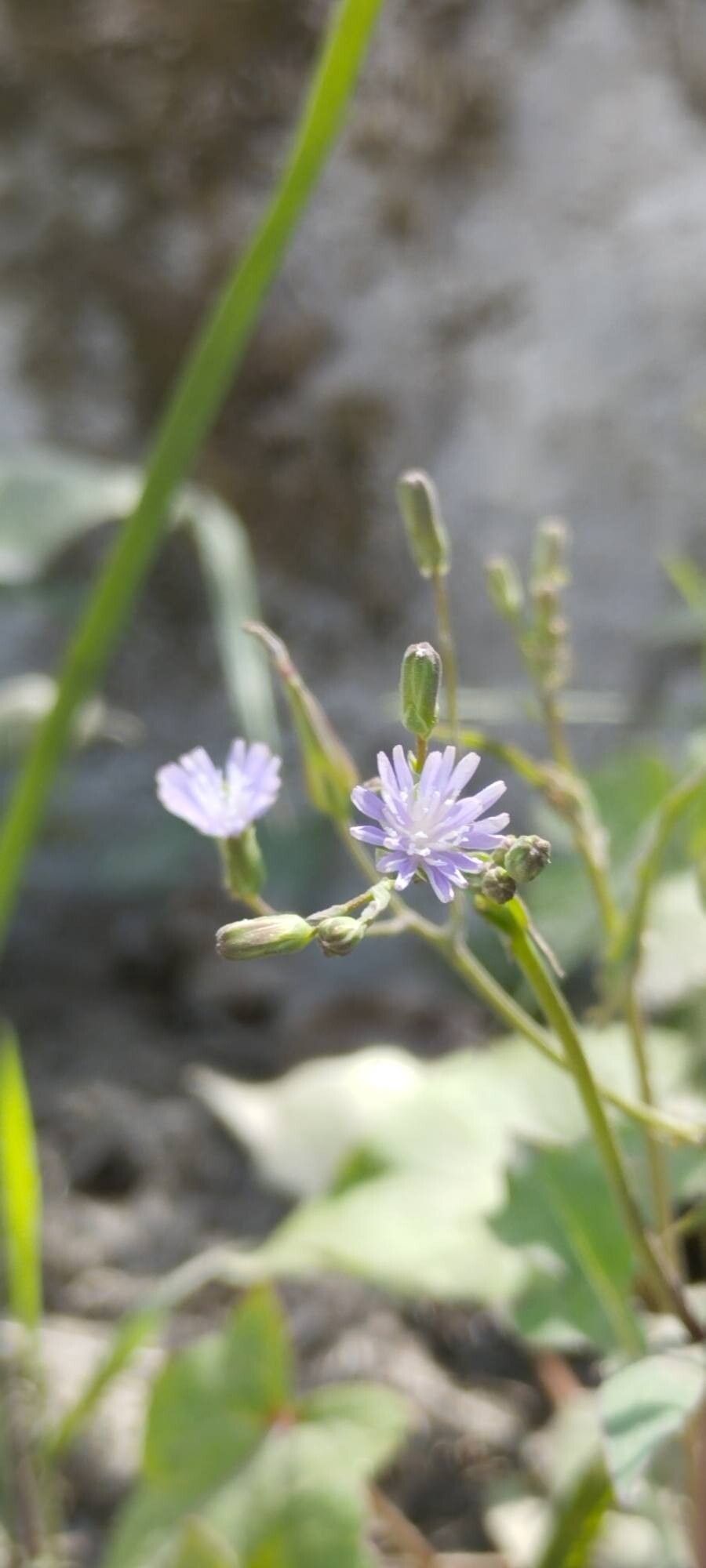 Lactuca dissecta flower