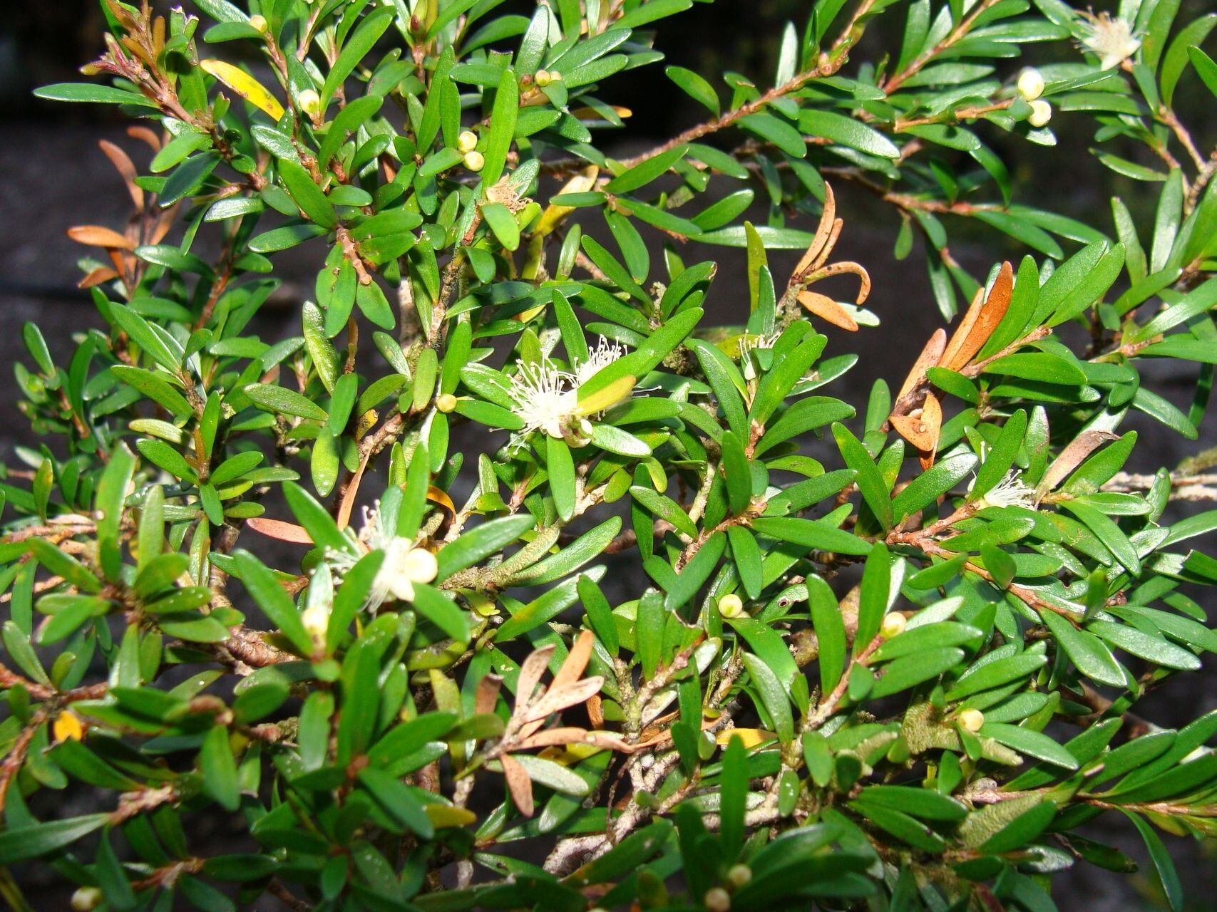 Eugenia poimbailensis habit