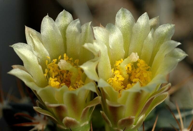 Sclerocactus brevihamatus — related species from the same genus