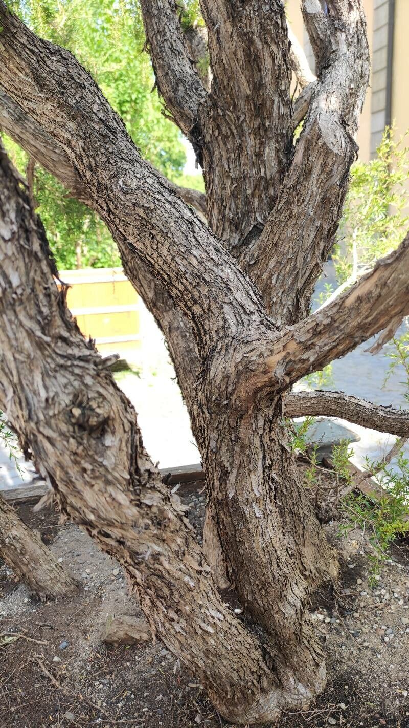 Kunzea peduncularis bark