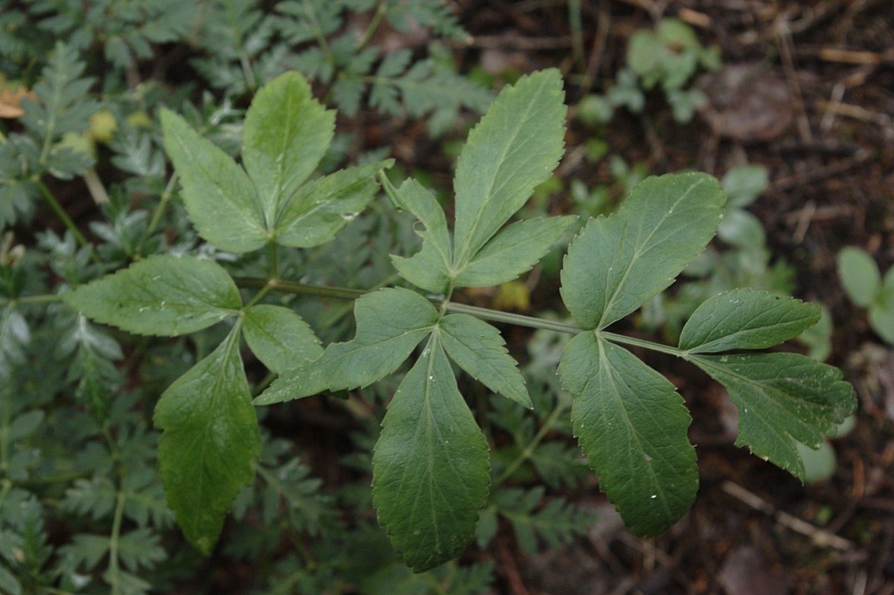 Angelica pinnata habit