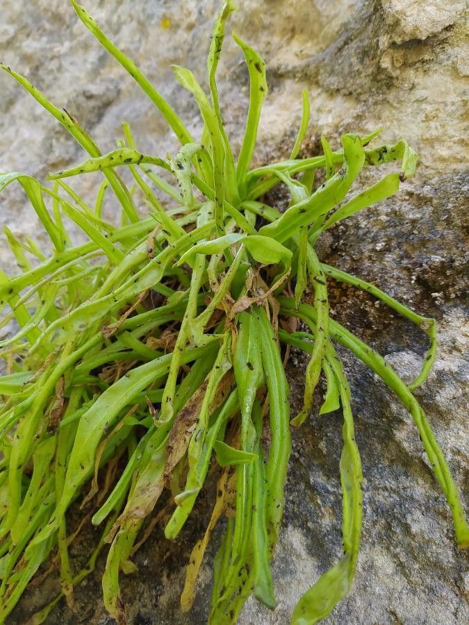 Pinguicula vallisneriifolia — houseplant care guide